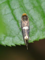 Incurvaria masculella